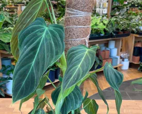 Philodendron Splendid