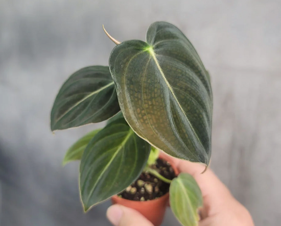 Philodendron Melanochrysum