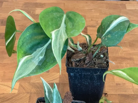 Philodendron Rio