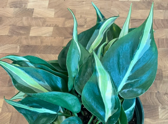 Philodendron Silver Stripe
