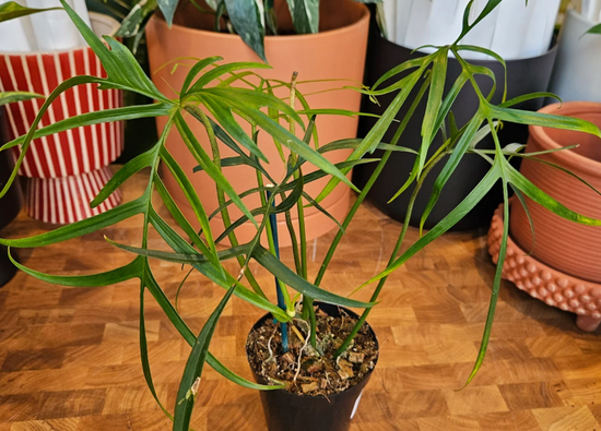 Philodendron Polypodioides