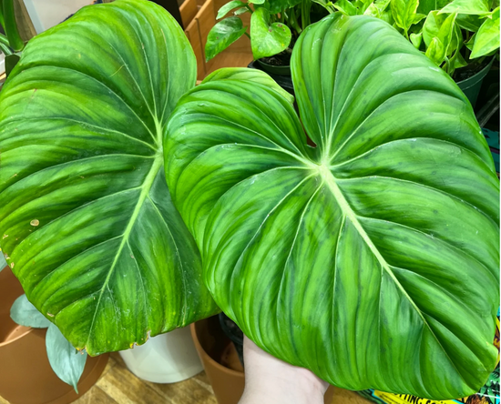 Philodendron McDowell