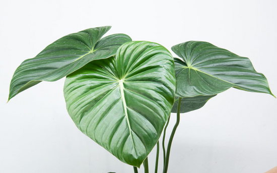 Philodendron Pastazanum