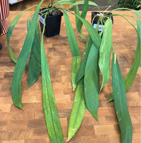 Anthurium Vittariifolium