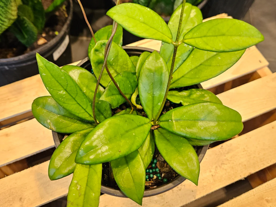 Hoya Crassipetiolata