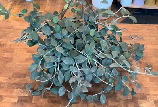 Hoya Nummularioides