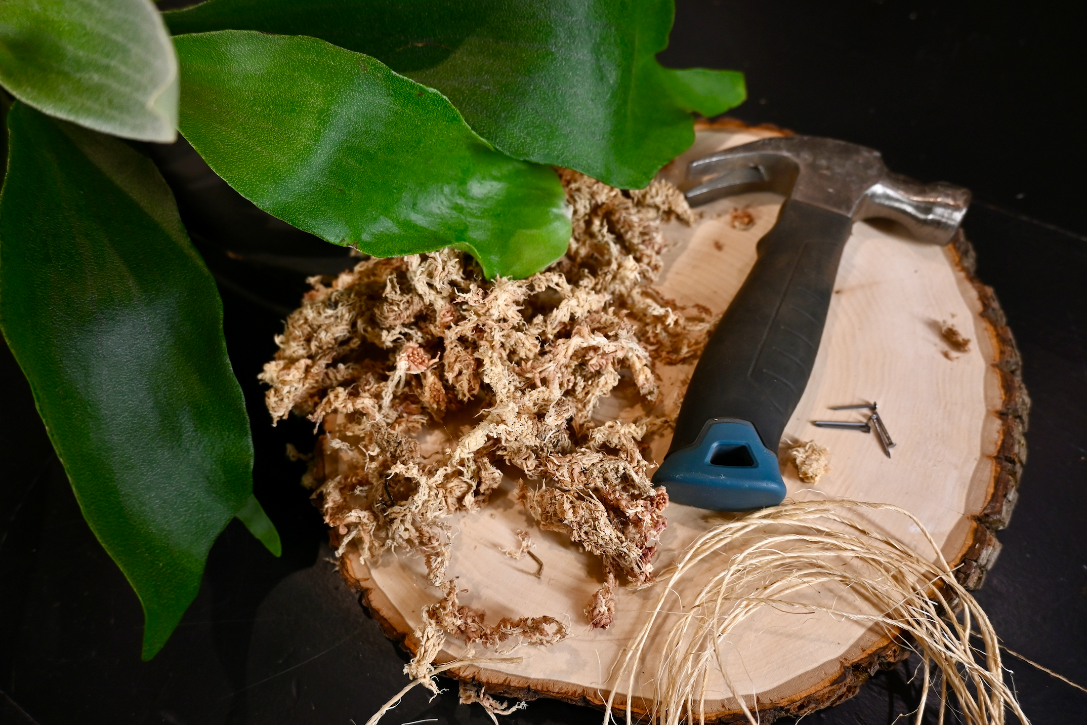 Fern Mounting Workshop, October 3rd at 12 pm
