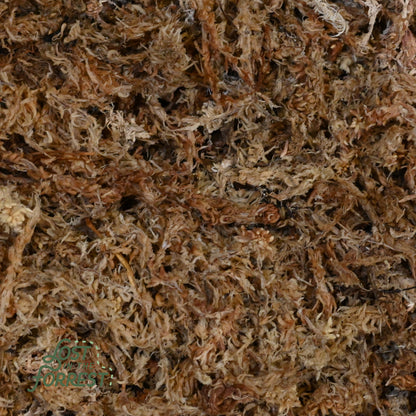 Sphagnum Moss