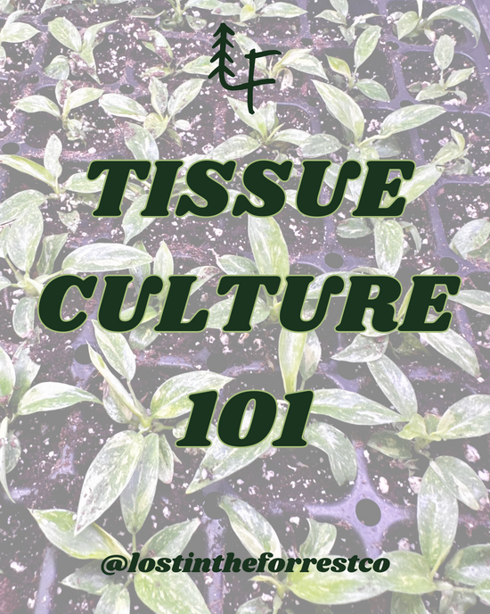 Tissue Culture 101