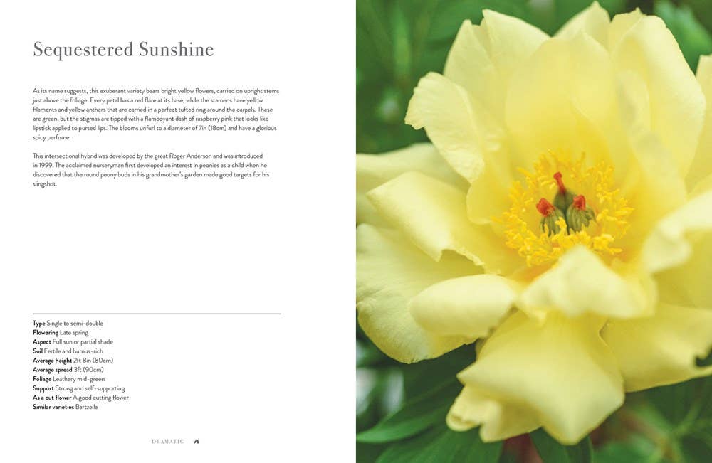 Peonies: Beautiful Varieties for Home &amp; Garden