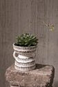 Amazon Pot