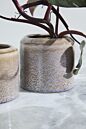 Arden Pot