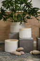 Aveline Pot