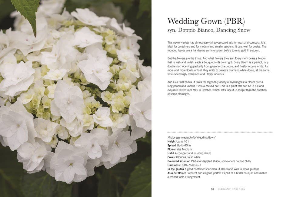 Hydrangeas: Beautiful Varieties for Home &amp; Garden