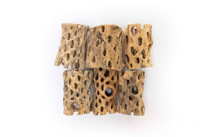 Natural Cholla Wood Container