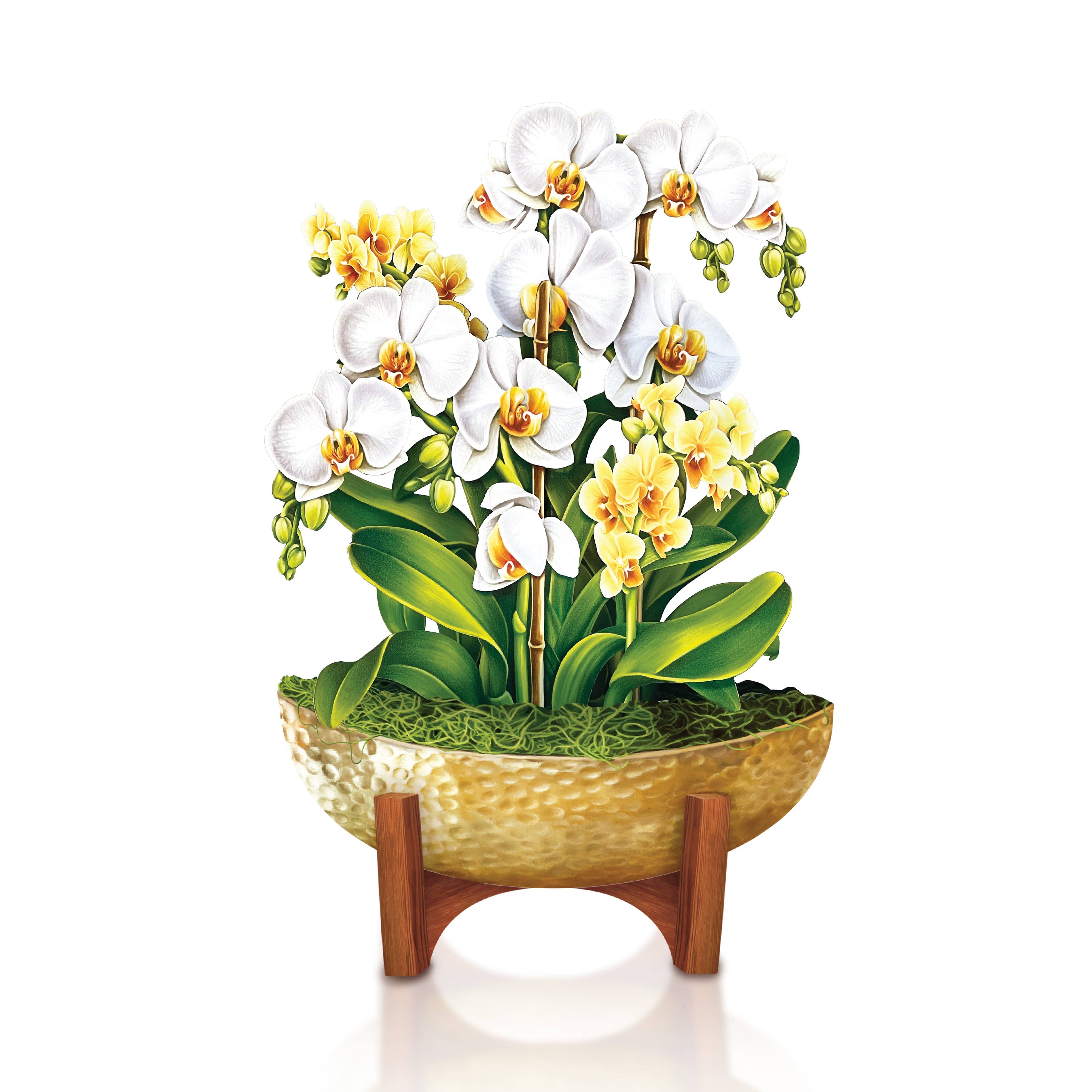 Mini Serenity Orchid (10 Pop-up Greeting Cards)
