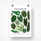 Species ID Chart - Botanical Houseplant Art Print