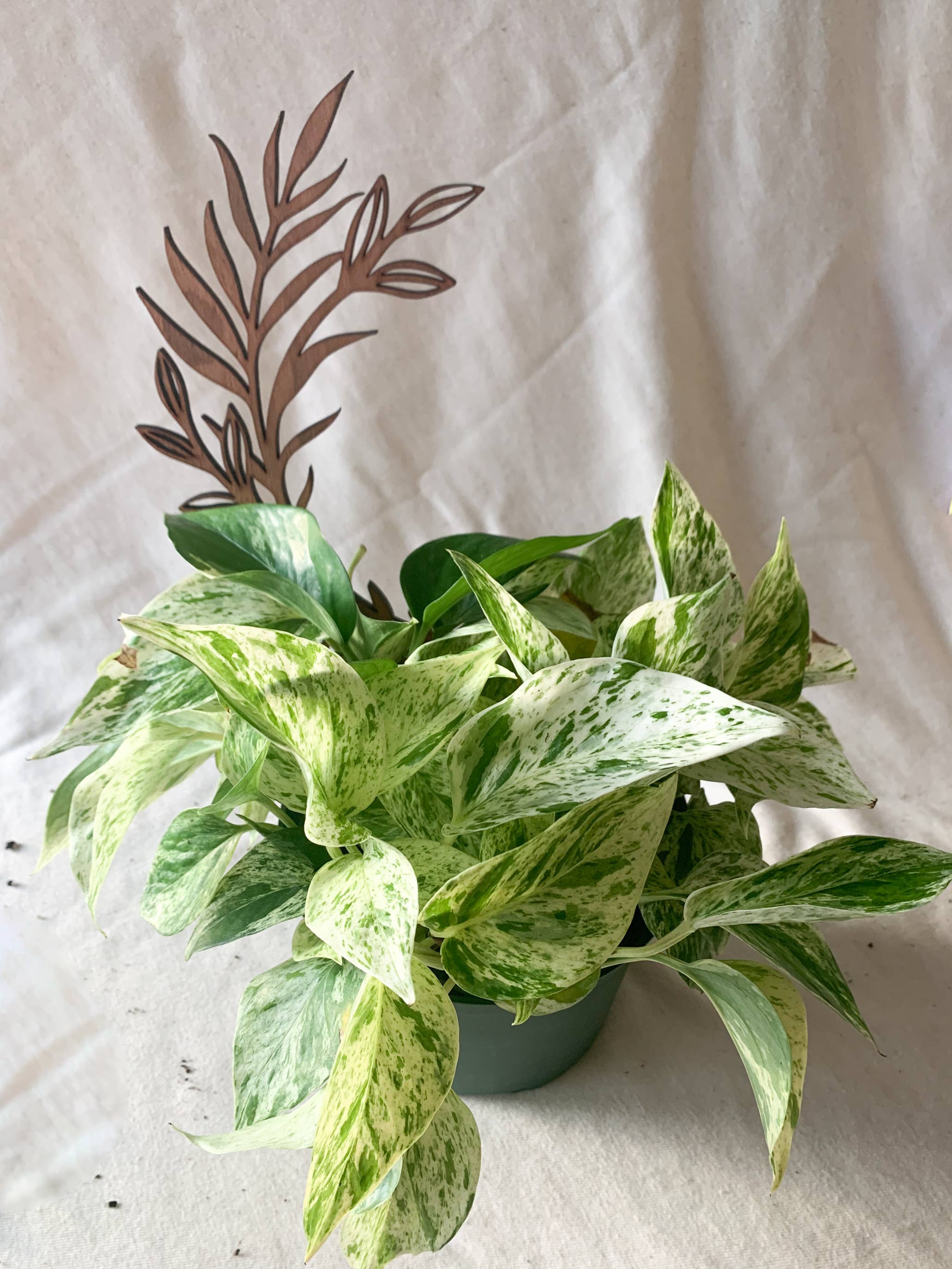 Half Moon Plant Trellis