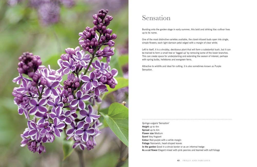 Lilacs: Beautiful Varieties for Home &amp; Garden
