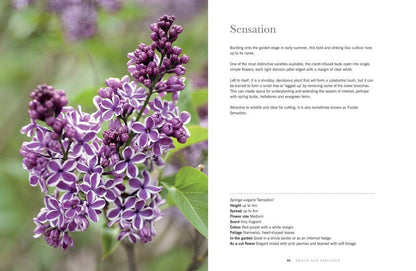 Lilacs: Beautiful Varieties for Home &amp; Garden