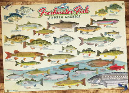 Freshwater Fish of North America Puzzle