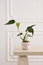 Cambree Pot