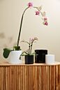 Cercle Pot