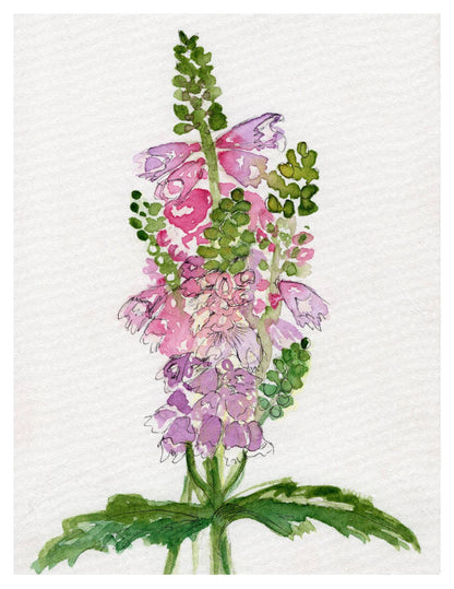 Wildflower Watercolor Print Botanical Wall Art