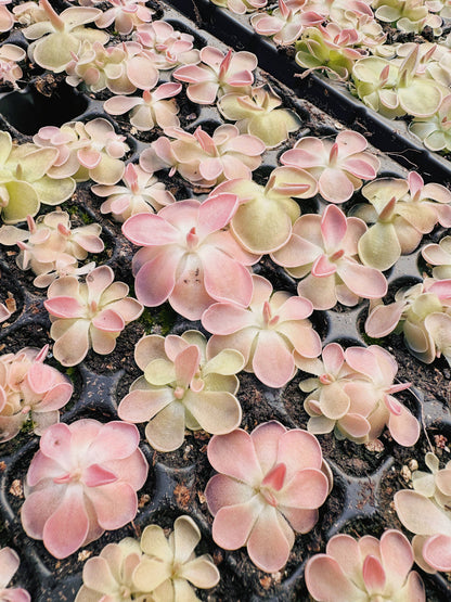 Pinguicula (Butterwort) Carnivorous Plant Bundle