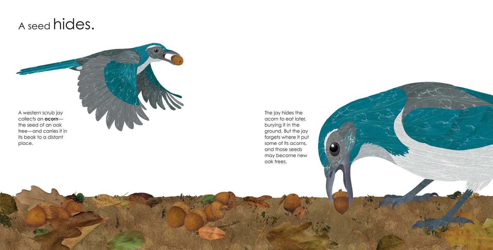 Seeds Move! by Robin Page
