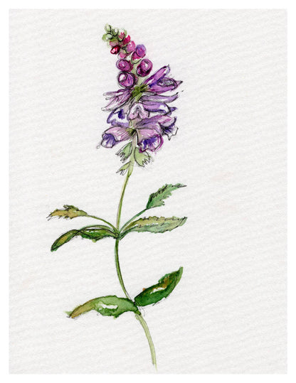 Wildflower Watercolor Print Botanical Wall Art