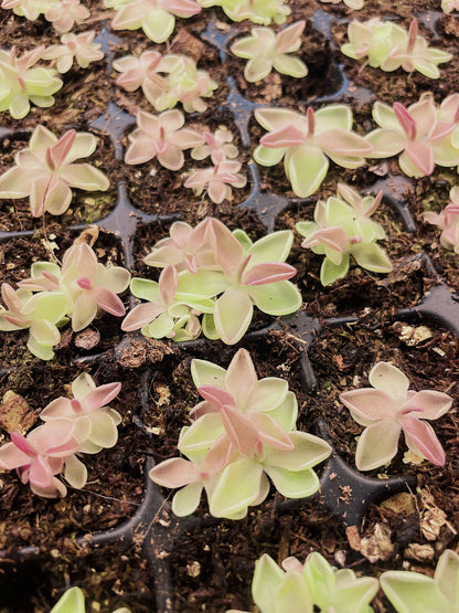 Pinguicula (Butterwort) Carnivorous Plant Bundle