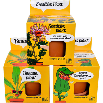 Sensitive Plant Grow Kit