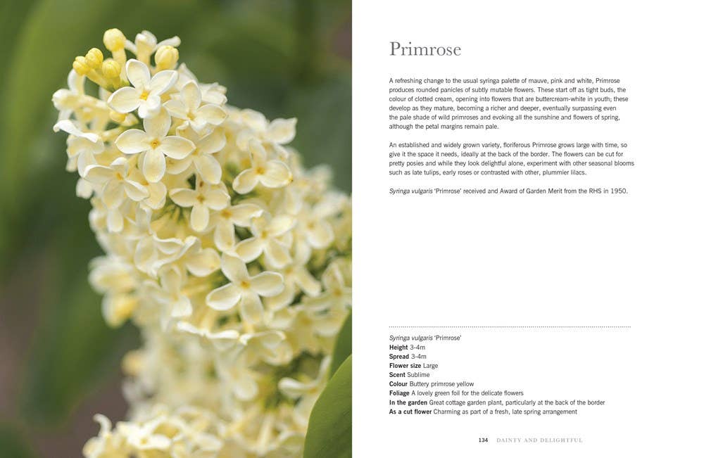 Lilacs: Beautiful Varieties for Home &amp; Garden