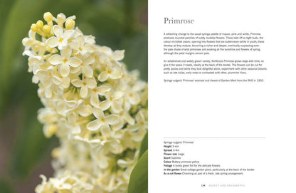 Lilacs: Beautiful Varieties for Home &amp; Garden
