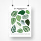 Species ID Chart - Botanical Houseplant Art Print