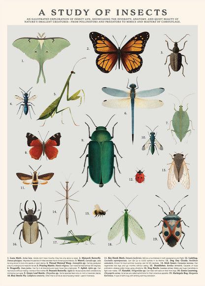 Insects Puzzle