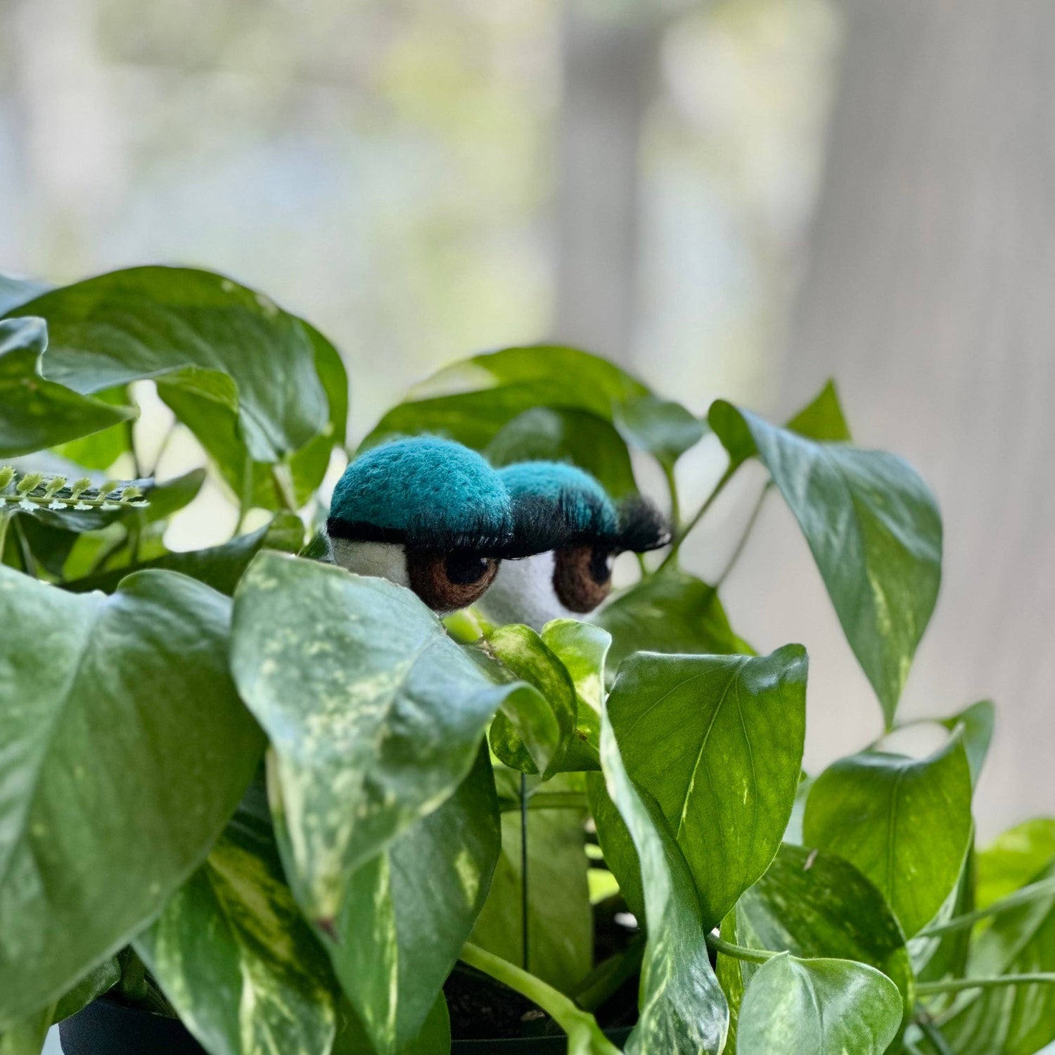 Planter Eyeballs with Lashes