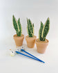 Paint Your Own: Snake Plant