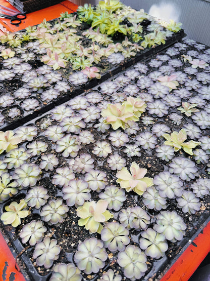 Pinguicula (Butterwort) Carnivorous Plant Bundle