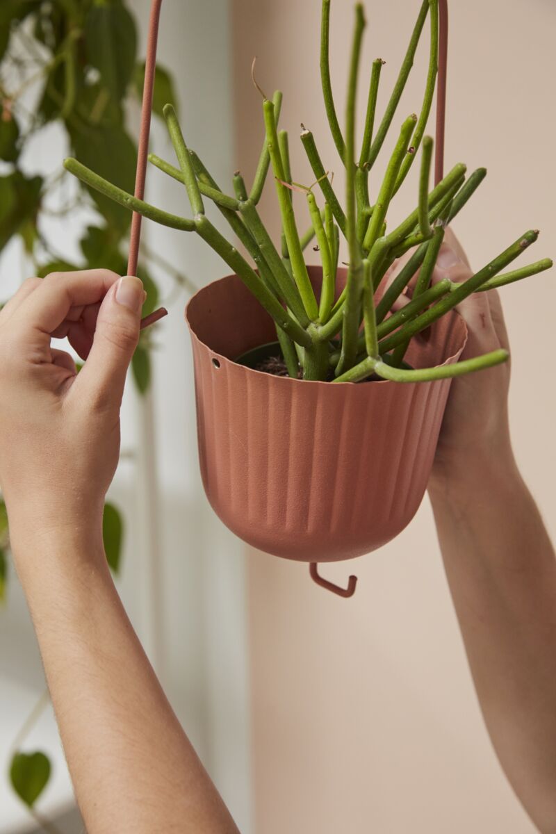 indoor plants for gemini Gemini Hanging Pot