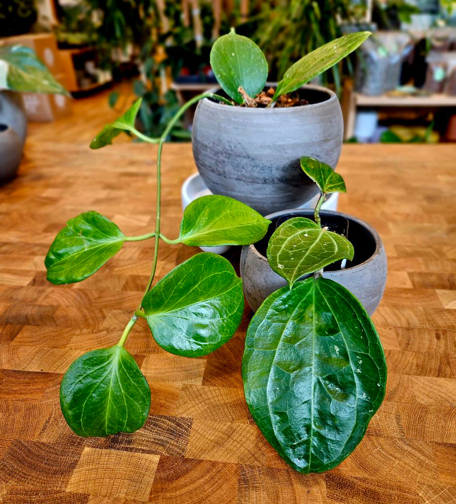 Same Same, But Different: How to Tell Similar Looking Plants Apart