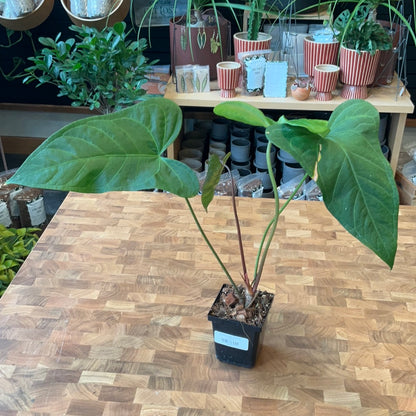 Anthurium Magnificum x Anthurium Moronense