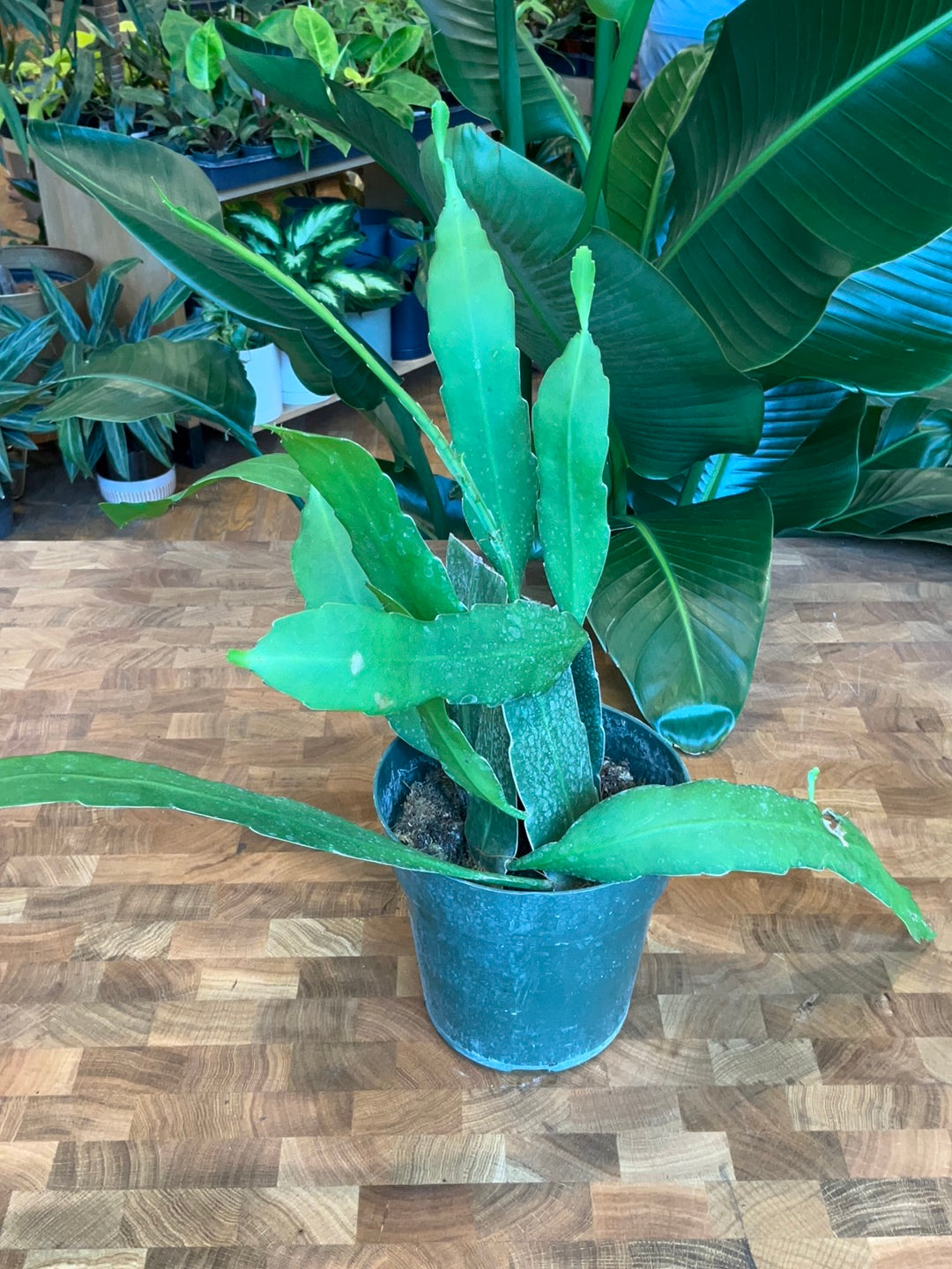Epiphyllum Hookeri