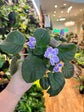 African Violet