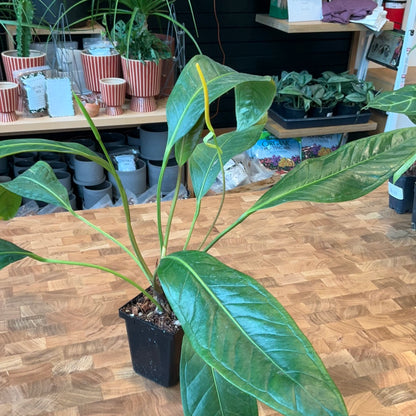 Anthurium Gracile San Rafael