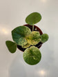 African Violet