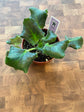 African Violet
