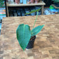 Anthurium Peltigerum