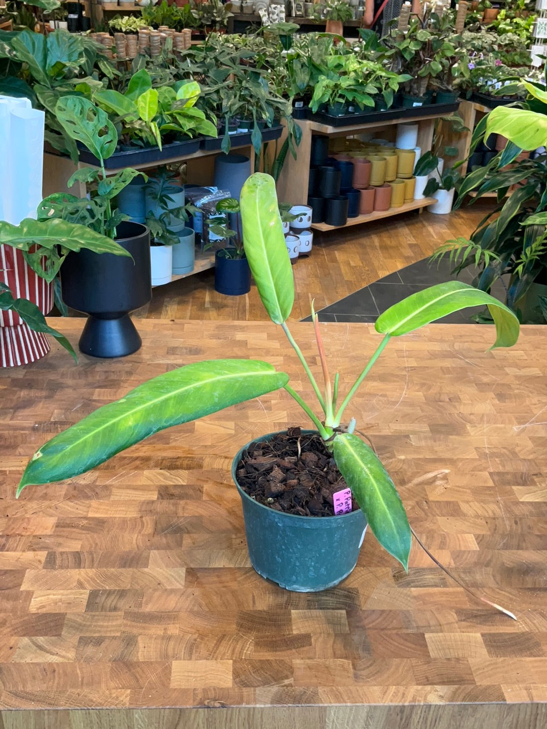 Philodendron Patriciae x Ruizii